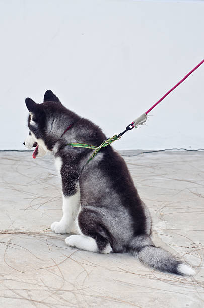 cão-da-sibéria sensível - dog overweight pleading begging imagens e fotografias de stock