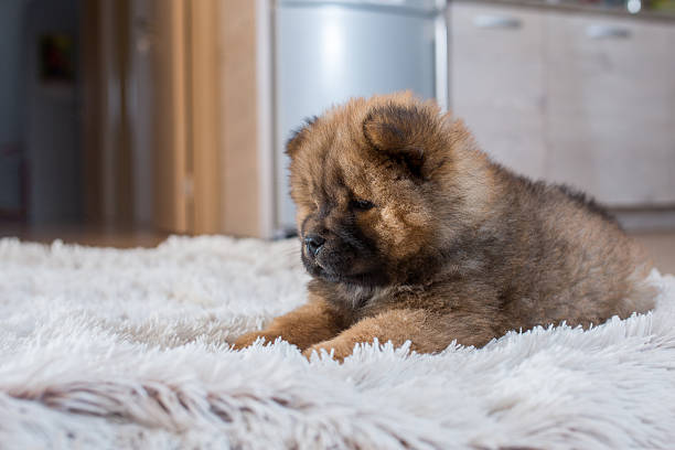 istock Chow-chow puppy lying on white carpet. 538353948