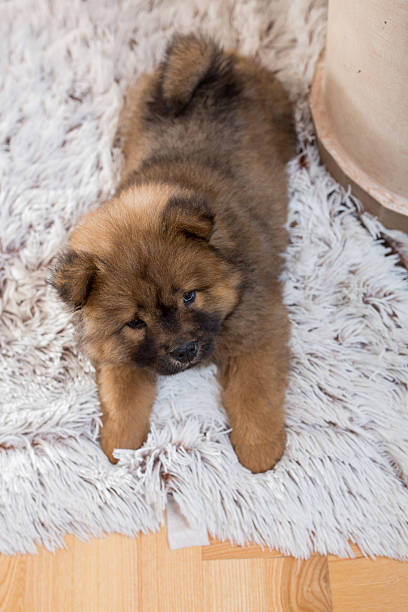 istock High angle view of chow puppy lying on the carpet. 538354052