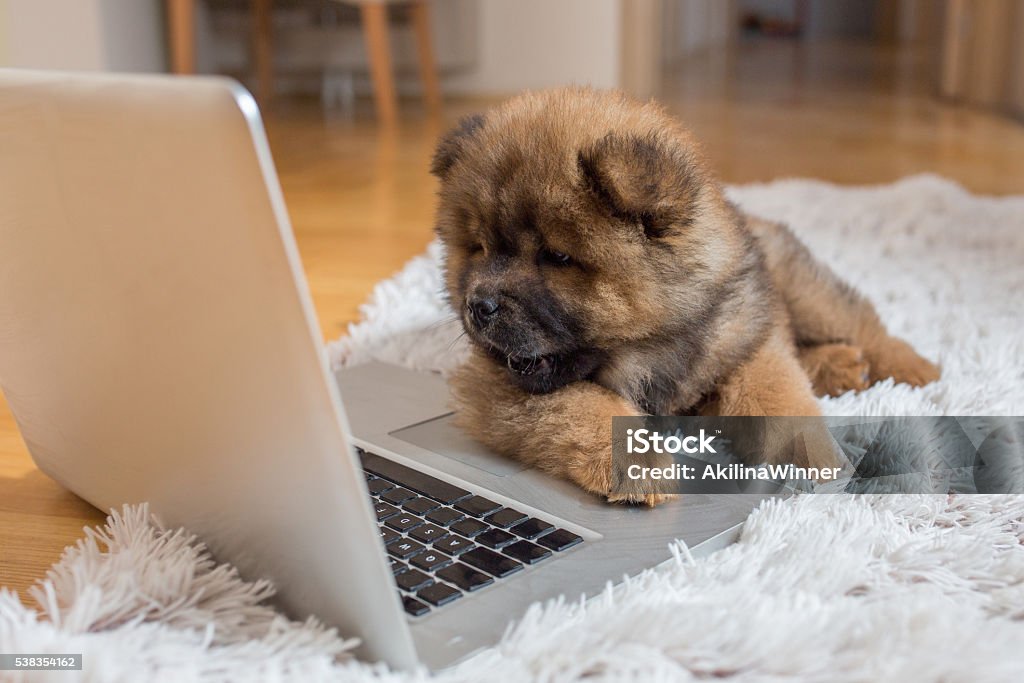 Curious puppy lying on the floor and looking at laptop. Cute chow-chow puppy lying on the carpet and watching something on the laptop. Dog Stock Photo