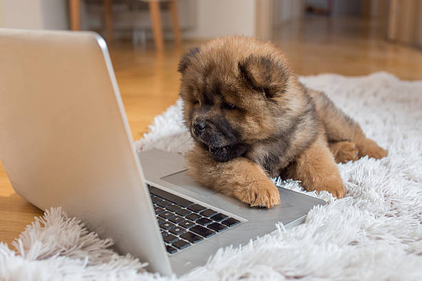 curioso cachorrinho deitado no chão e a olhar para laptop. - chow imagens e fotografias de stock