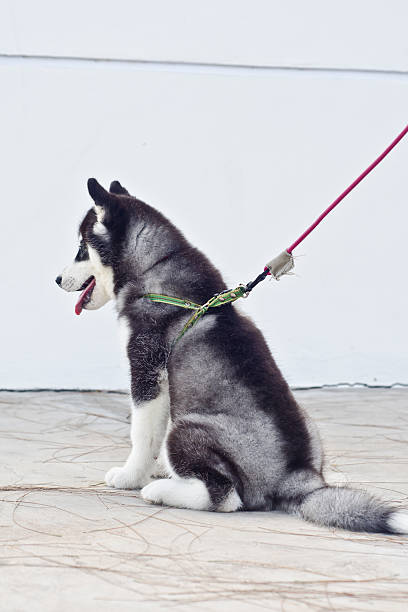 犬シベリア触る - dog overweight pleading begging ストックフォトと画像
