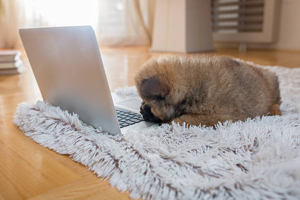 istock Small puppy sleeping on the carpet next to laptop. 538354200