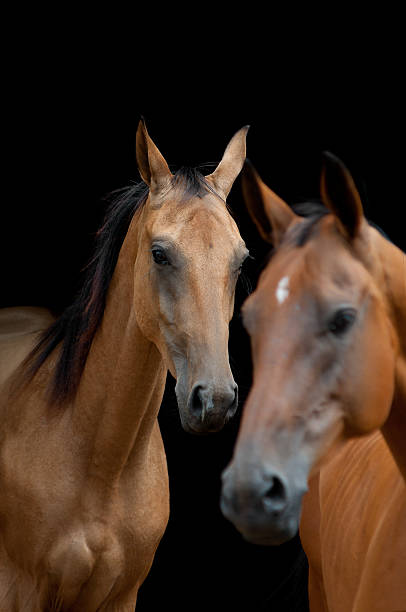 istock Akhal-Teke horse 538354241