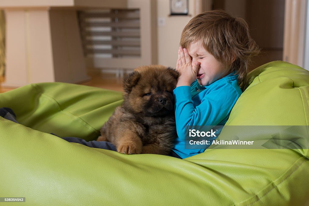 Allergic little boy and puppy relaxing on bean bag. Allergic small boy rubbing his face while chow puppy is relaxing on his lap. Allergy Stock Photo