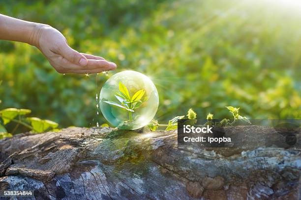 Photo libre de droit de Main Eau Et Protégeant La Planète De Jeune Arbre De Repos banque d'images et plus d'images libres de droit de Eau