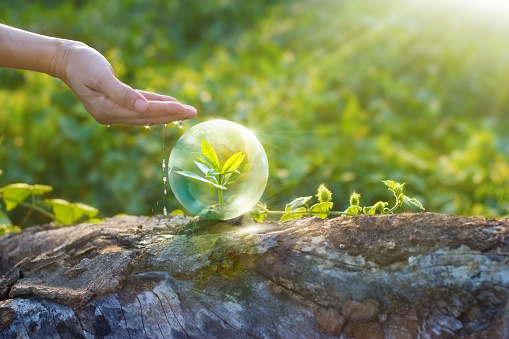 hand watering and protecting globe of young tree resting on a timber, environment concept