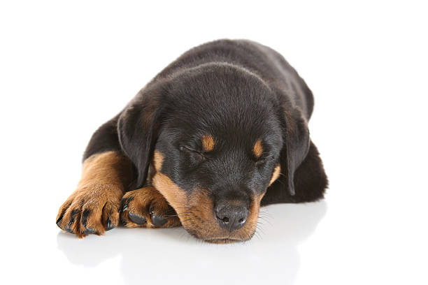 istock Sleeping Rottweiler Puppy On White Background 538355101