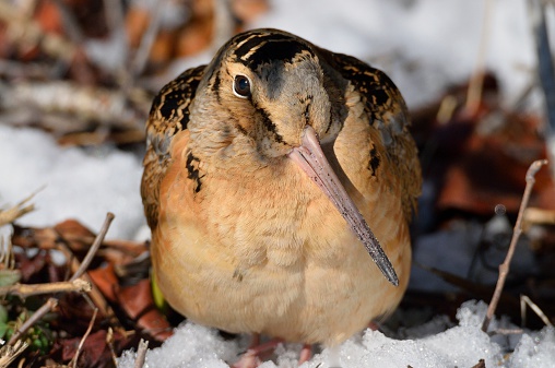 A really nice shot of an American Woodcock, Scolopax minor, hunting for grubs in the snow as winter starts to recede and his heart turns to thoughts of spring love among the wildflowers