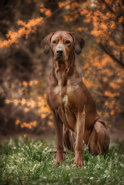 istock Beautiful dog rhodesian ridgeback hound outdoors 538355634