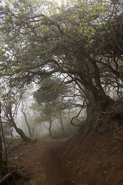istock Foggy forest with rain drops sound 538356004