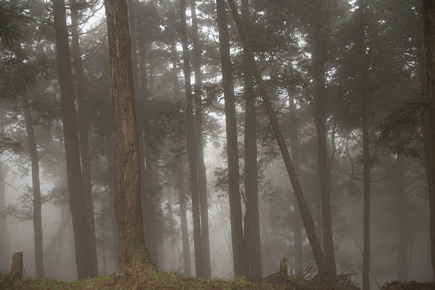 istock Foggy forest with rain drops sound 538356366