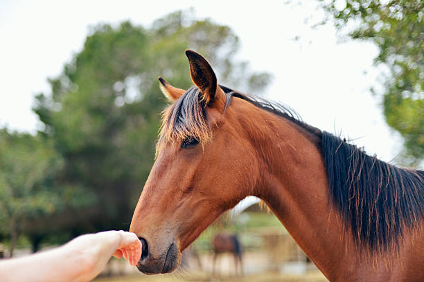 istock Hand touching horse nose. 538356378