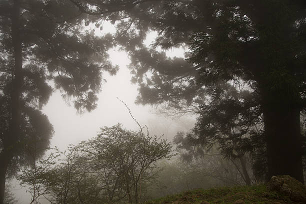 istock Foggy forest with rain drops sound 538356484