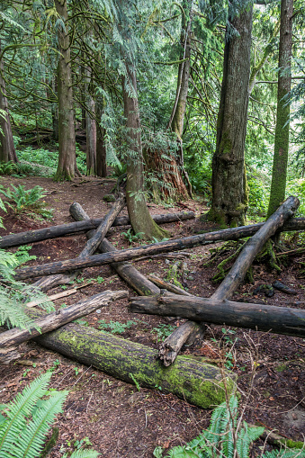 Logs litter the forest floor in the Pacific Northwest.