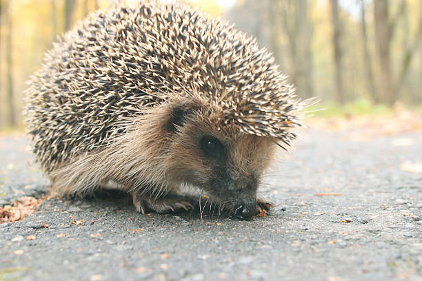 istock hedgehog close-up portrait 538356673