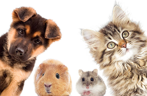 istock Puppy and kitten and guinea pig 538356724