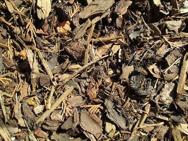 Detail of brown mulch woodchips texture (background)