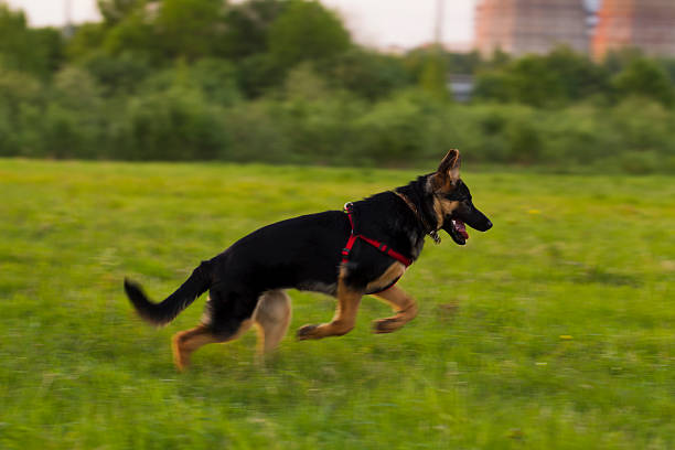 istock Puppy Alsatian dog on walk 538358316