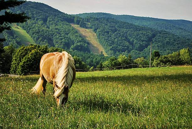 This is a photo of a horse grazing on the green grass of a field in the Berkshire mountains of Western Massachusetts.