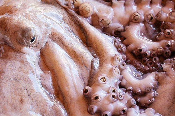 octopus