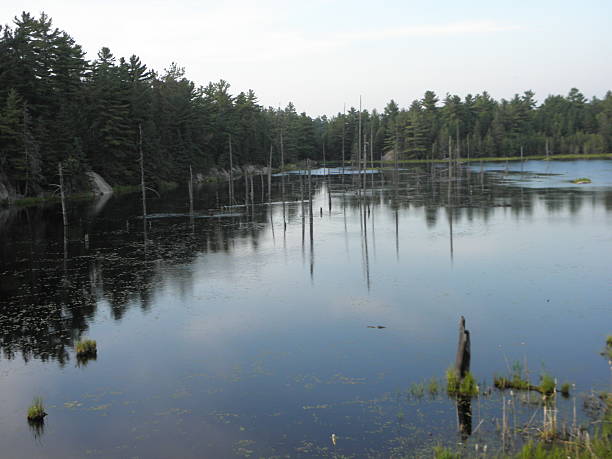 istock clear view of pond . 538359405