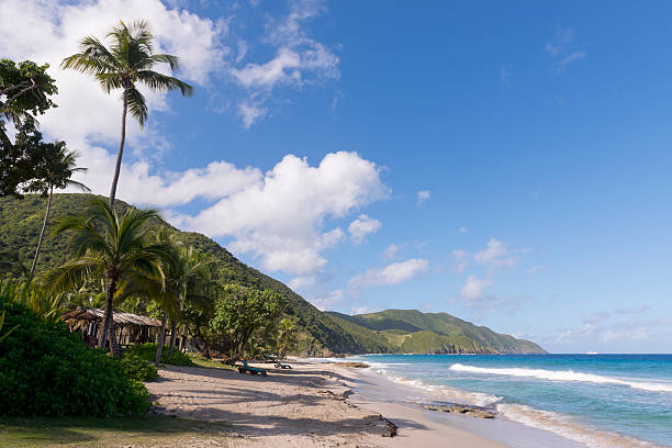 istock Caribbean resort beach fringed with palm trees, grass umbrellas 538359431