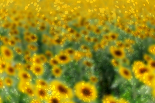 istock abstract blurry background of sunflowers 538360848