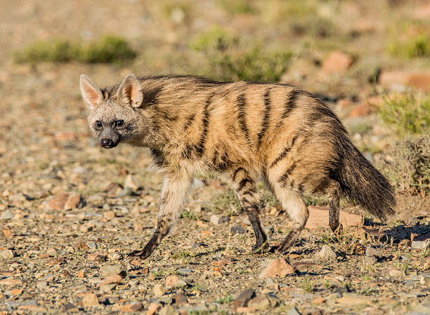 Aardwolf An Aardwolf comes out at sunset to forage in Southern Africa hyena photos stock pictures, royalty-free photos & images