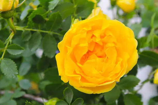 Yellow rose