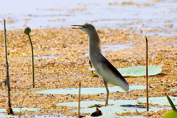 istock Great Blue or grey Heron in the low lake water. 538362188