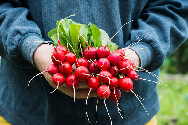 istock Farmers hands with freshly harvested radish 538362244