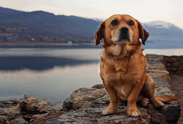 istock Dog by the lake 538364030