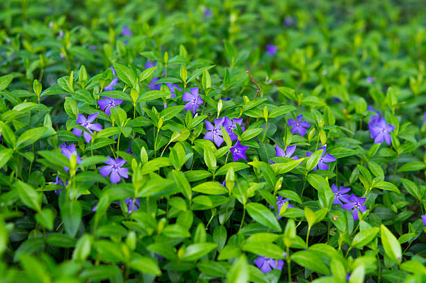 istock Blooming Beriwinkle Spring Flowers Meadow 538364158