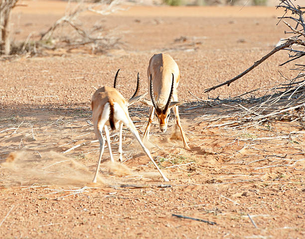 Vying For Position Arabian Gazelles Dubai Uae Stock Photo - Download Image  Now - Animal Behavior, Animals In The Wild, Antelope - iStock