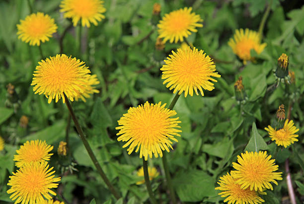istock Yellow dandelions on the green field in spring 538366954