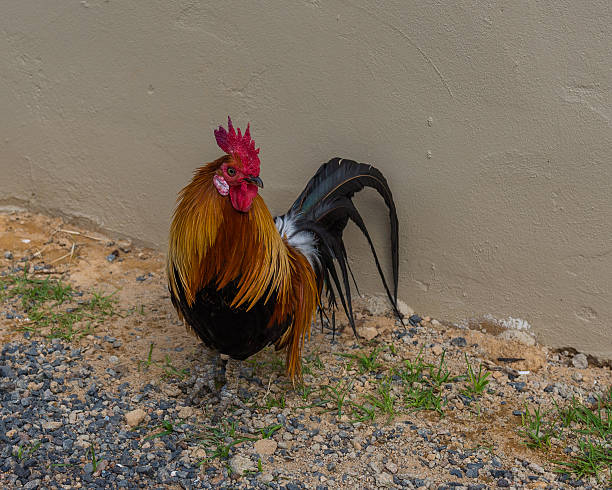 istock Cock, South Africa,  December 14, 2014 538367697