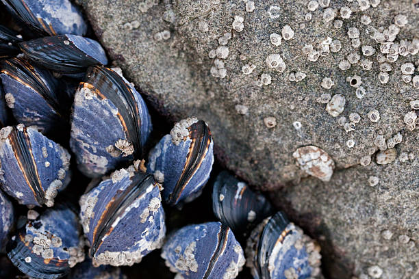 istock Vancouver Island Beach Sea Life Close-up 538367807