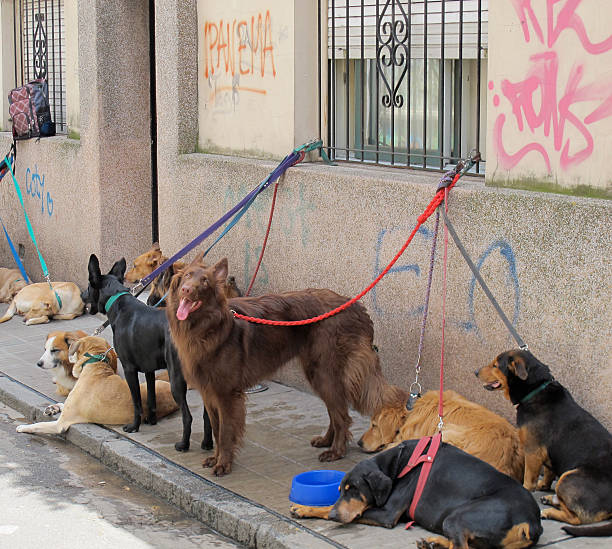 istock Dogs waiting on the sidewalk in Buenos Aires 538368431