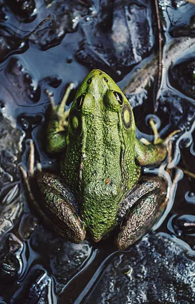 The green of a wood frog against the blue of a pond.