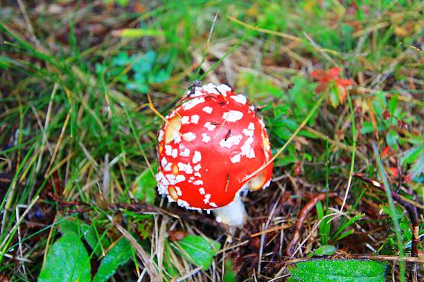 istock Amanita muscaria 538368859