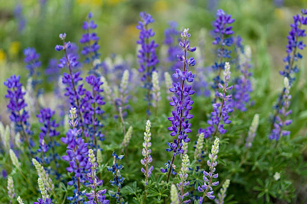 lupin fleur de fleurs sauvages prairie - wildflower flower colorado lupine photos et images de collection