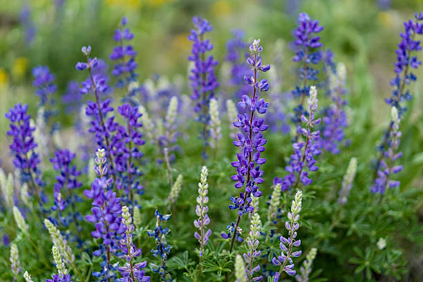granadilha prado flores de tremoço - lupine single flower flower blue imagens e fotografias de stock