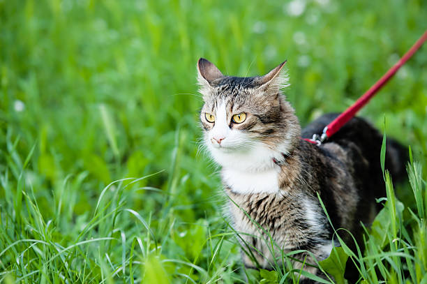 Grey cat on a leash in the grass stock photo