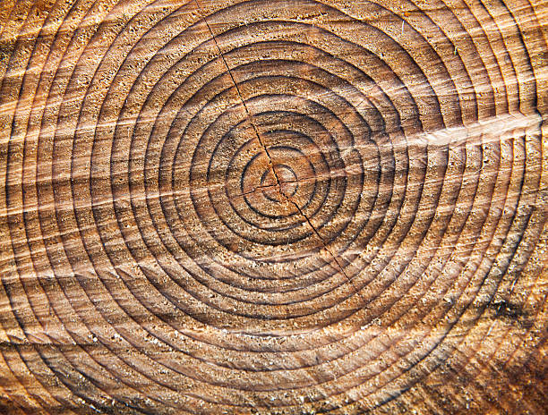 Tree Rings stock photo