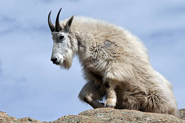 istock Mountain Goat on Top of Harney Peak 538370253