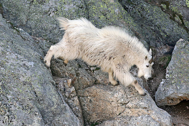 istock Mountain Goat Descending Harney Peak 538370257