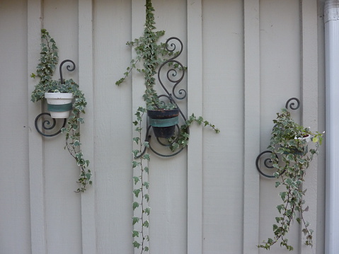 potted, vine plants hanging on the garden wall