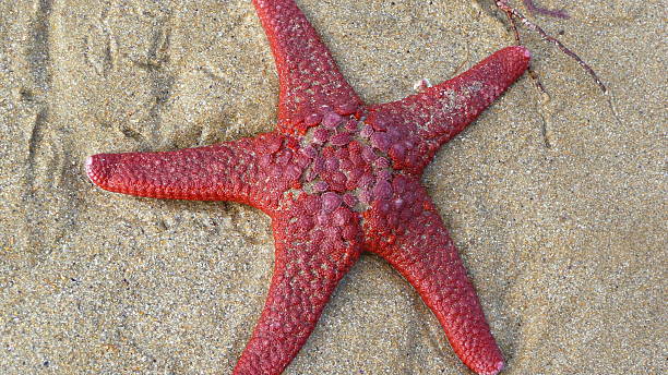 istock Red Sea Star Starfish - Bells Beach Torquay Australia 538370895