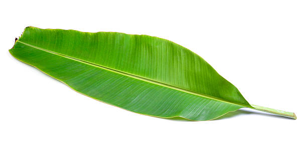 istock banana leaves on white background 538372641